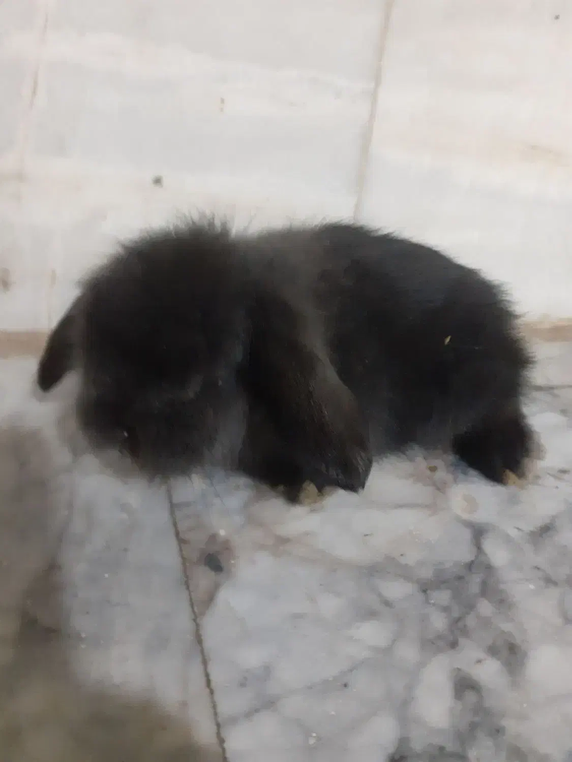 خرگوش|موش و خرگوش|کرمان, |دیوار