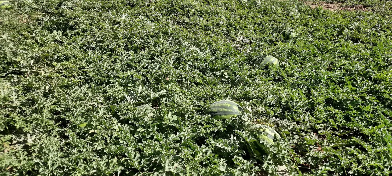 هندوانه|خوردنی و آشامیدنی|میلاجرد, |دیوار