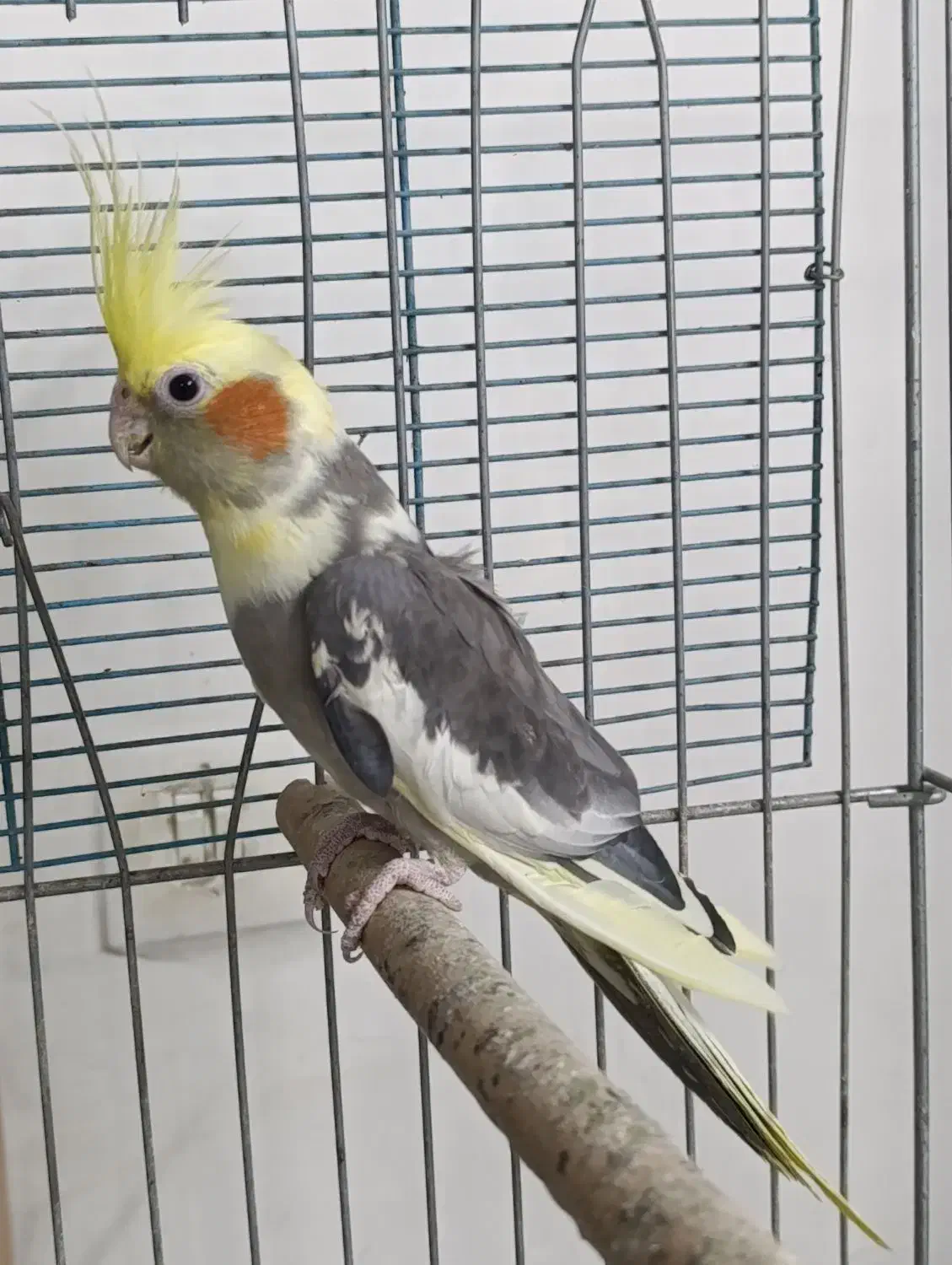 عروس هلندی ابلغ زیبا ماده آماده جفتگیری|پرنده|شیراز, آبیاری|دیوار