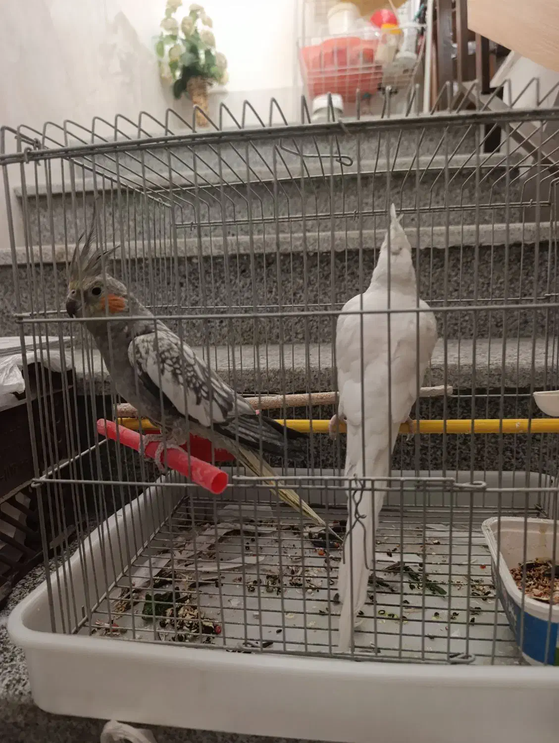 عروس هلندی نر و ماده جفت|پرنده|شیراز, گلشن|دیوار