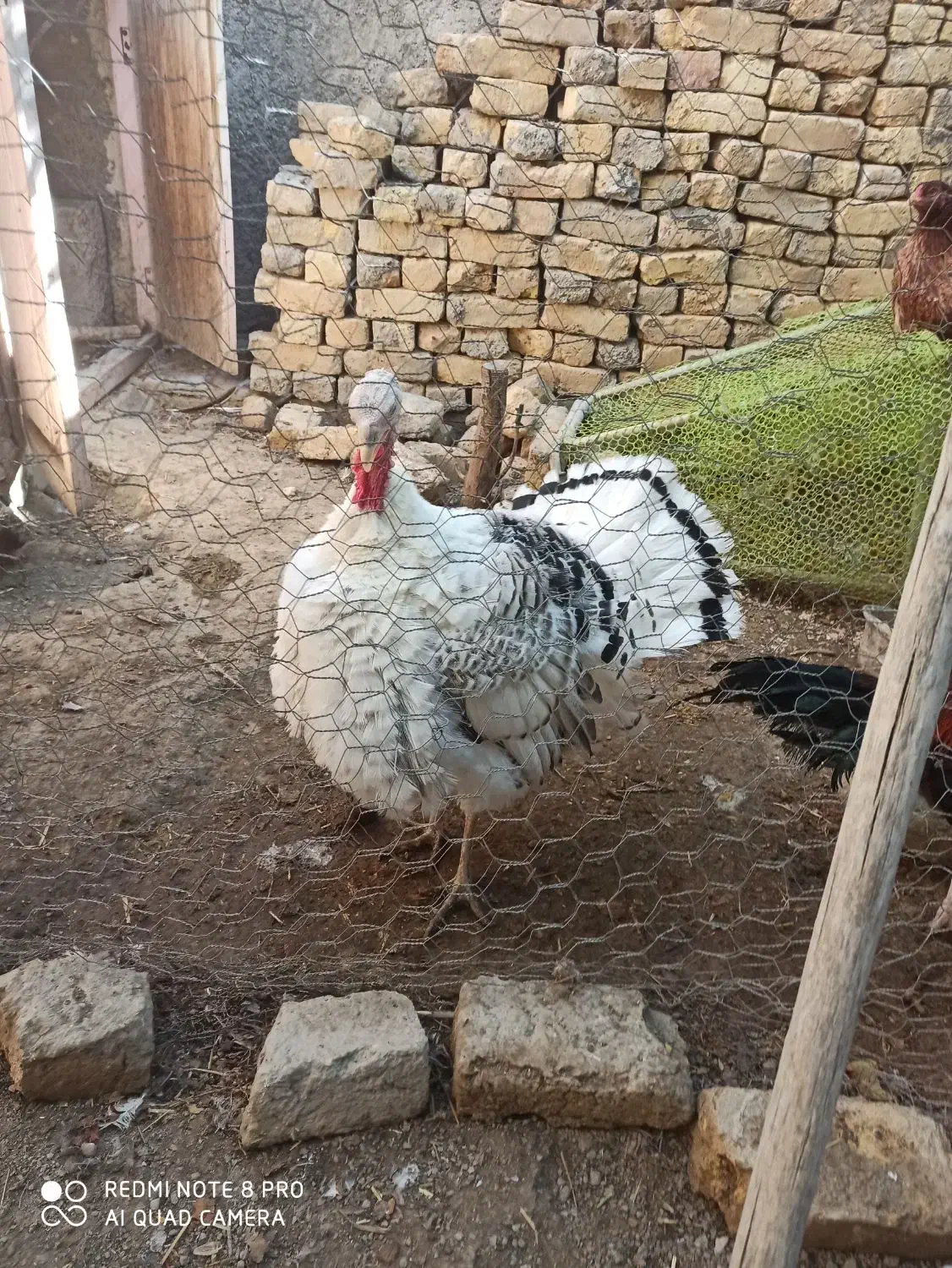 بوقلمون محلی|حیوانات مزرعه|شیروان (خراسان), |دیوار