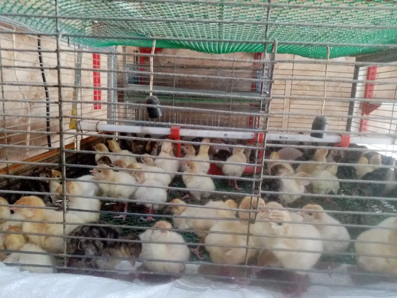 فروش جوجه بوقلمون برنز اصل و بیوتی، غاز، اردک و|حیوانات مزرعه|قائمشهر, |دیوار