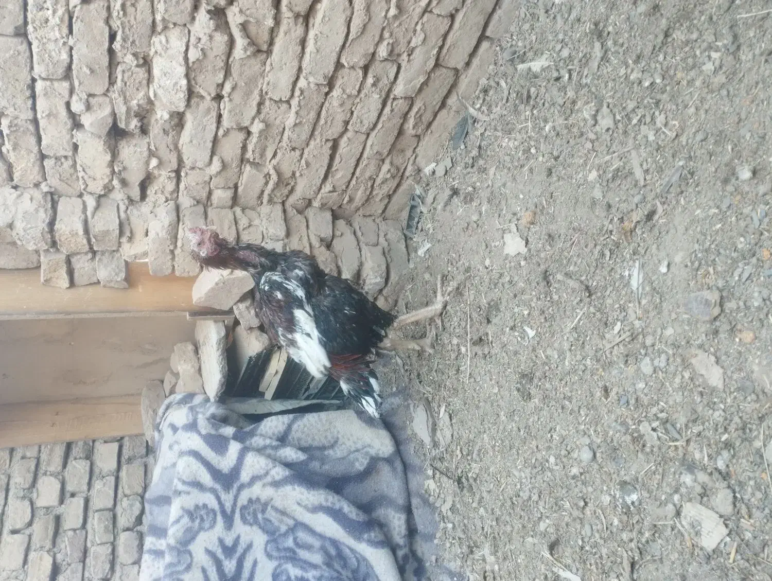 جوجه خروس لاری دنگ بالا|حیوانات مزرعه|نیشابور, شهید جعفری|دیوار