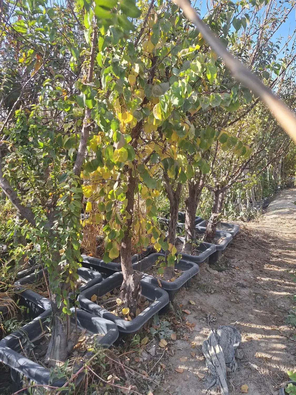 نهال و درخت روتبال پایان کار بزرگ تنومند تنه دار|خدمات باغبانی و درختکاری|فلاورجان, |دیوار