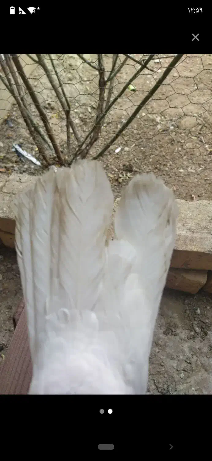 دم سفید|حیوانات|میبد, |دیوار