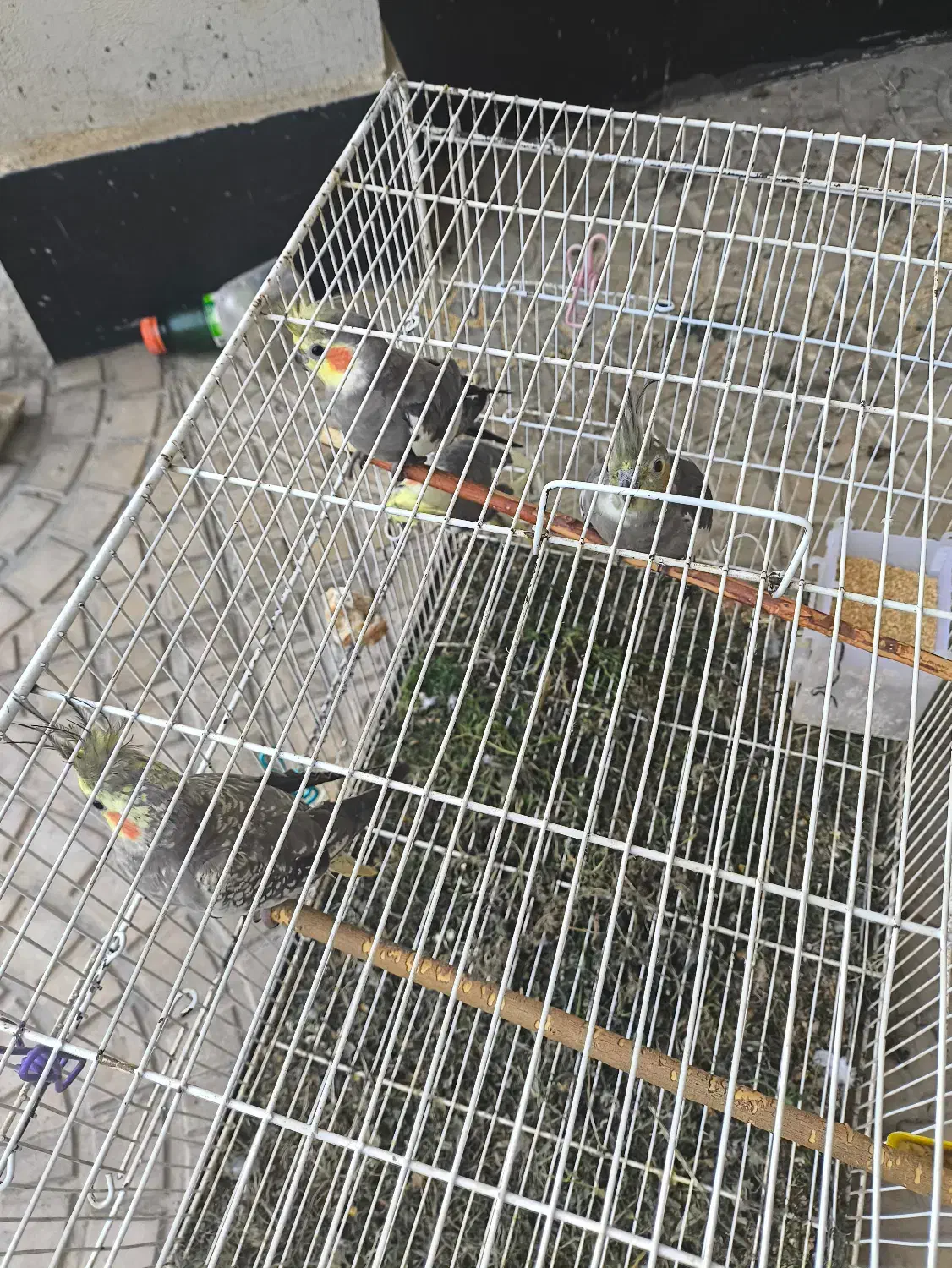 عروس هلندی|پرنده|رامیان, |دیوار