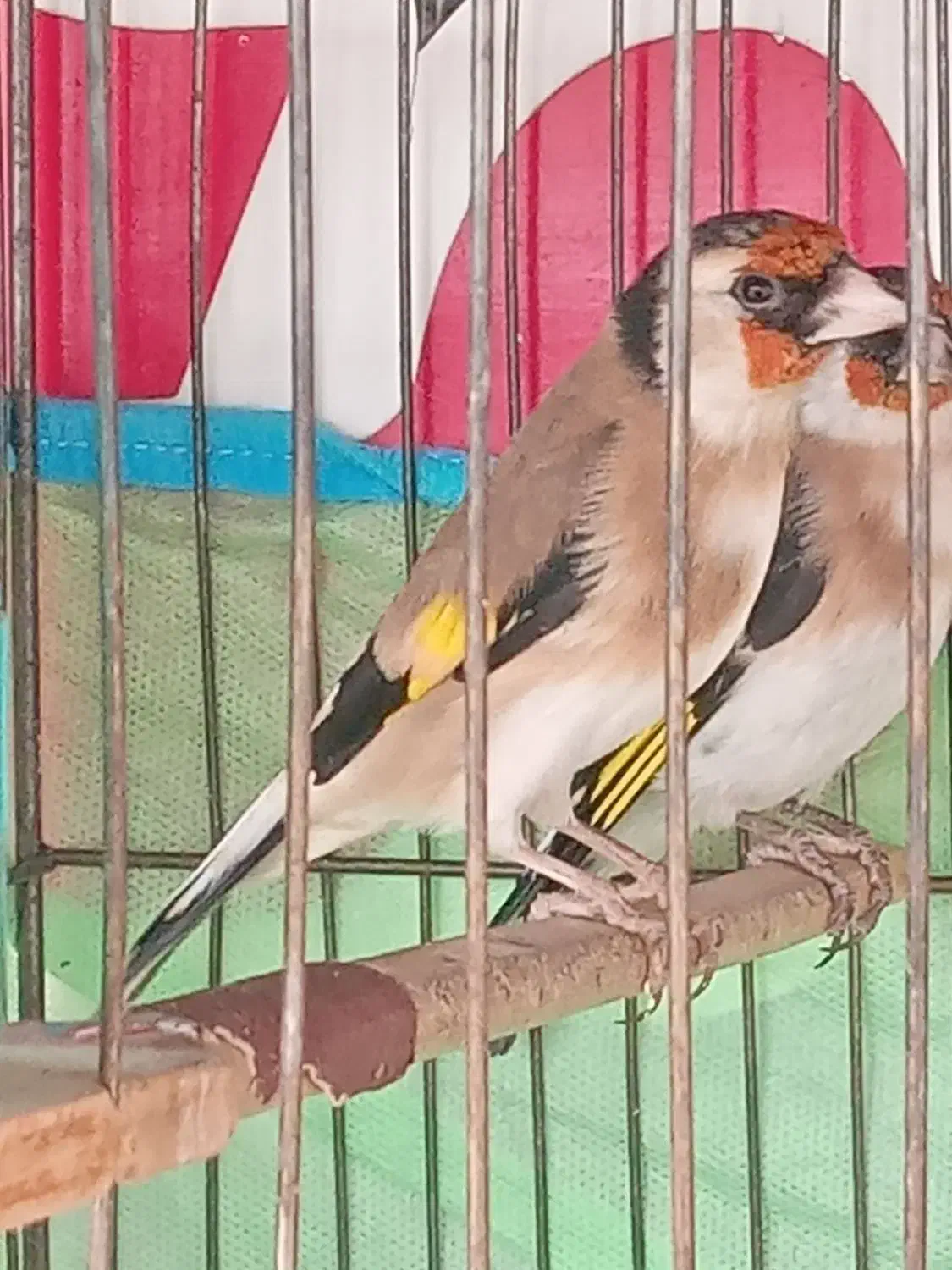 ۳عدد سهره  متولد قفس|پرنده|فردیس, شهرک شهید حسینی|دیوار