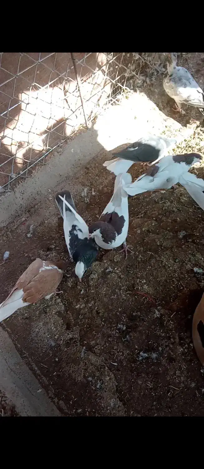 کبوتر|پرنده|اقبالیه, |دیوار