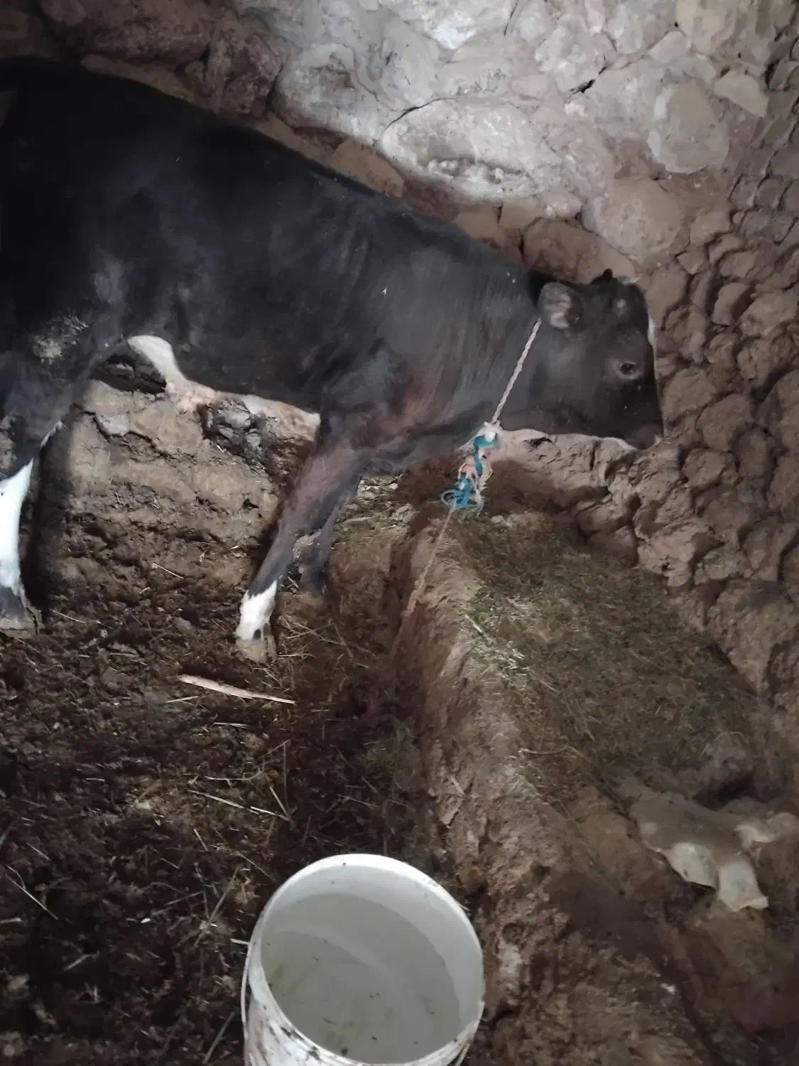 گوساله|حیوانات مزرعه|بروجرد, |دیوار