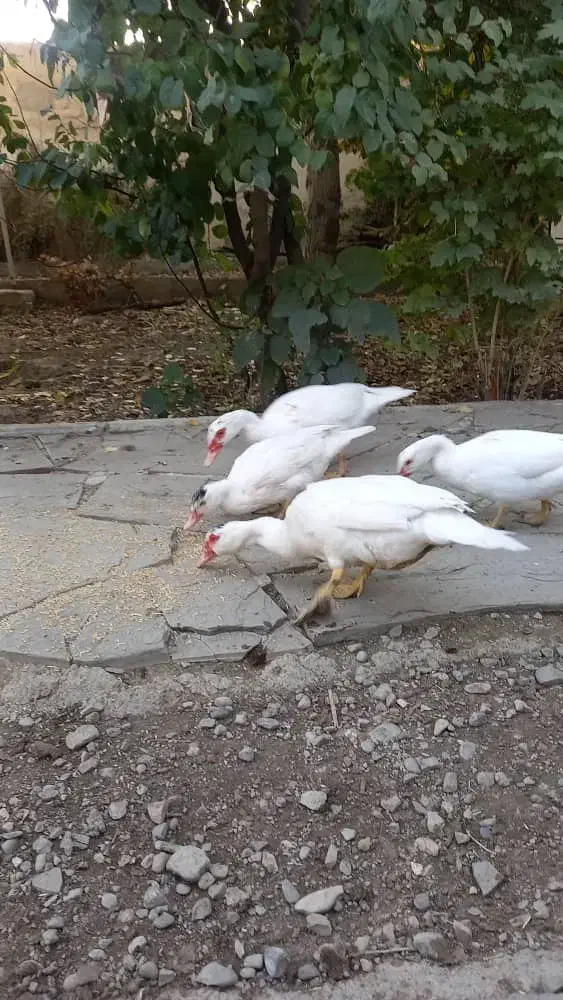 اردک اسراییلی سفید|حیوانات مزرعه|هشتگرد, تهران دشت|دیوار