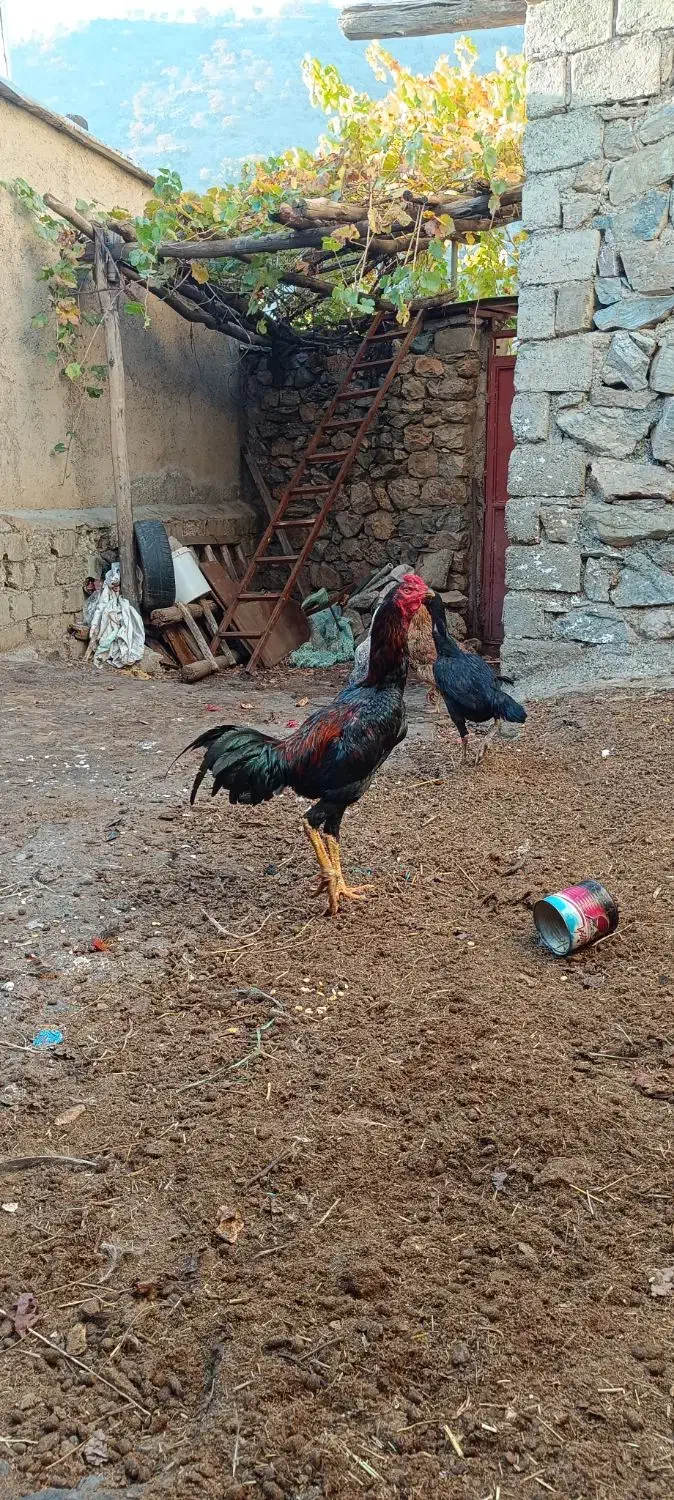 خرووس لاری|حیوانات مزرعه|مریوان, |دیوار