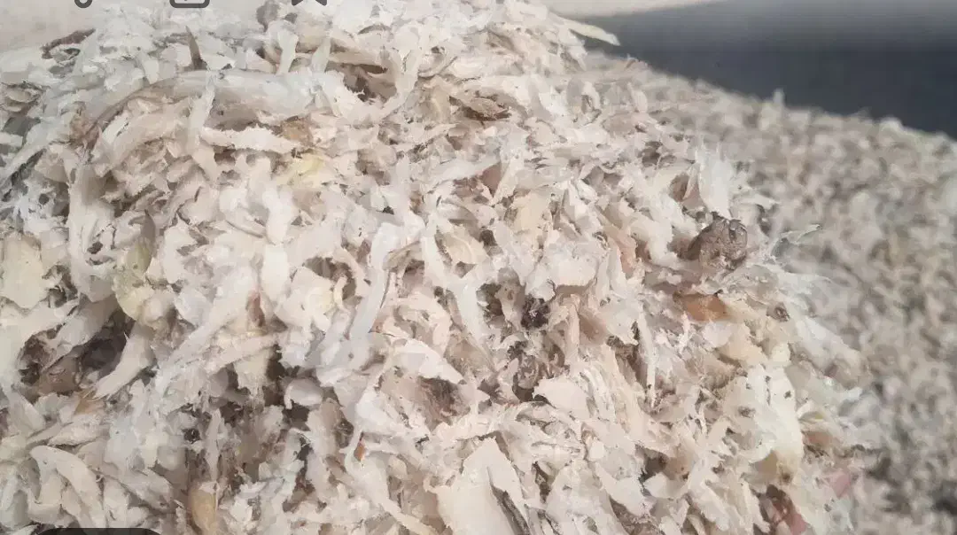 تفاله چغندر|حیوانات مزرعه|خمین, |دیوار