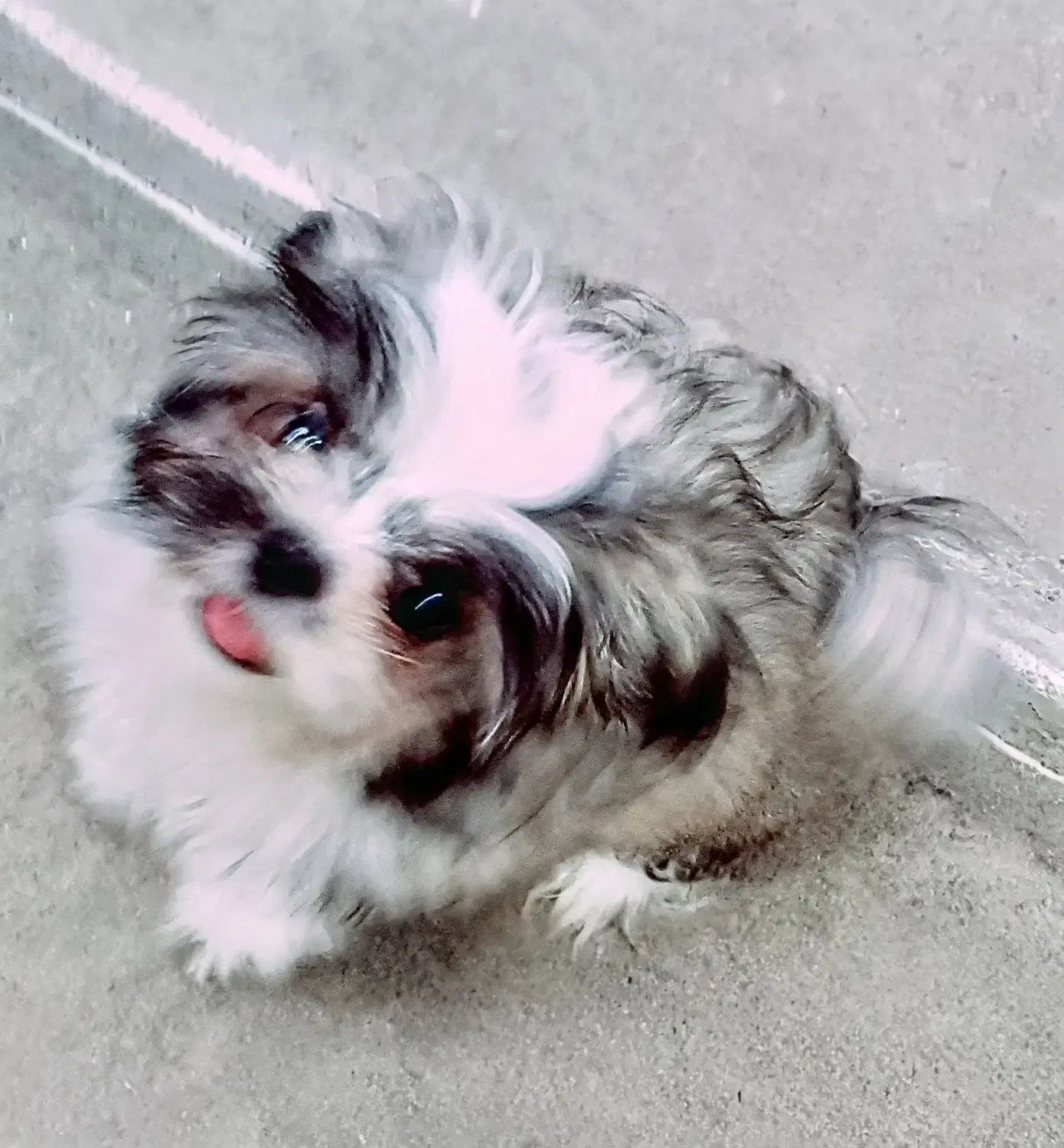 چهار عدد توله شیتزو تریر اصل|سگ|ساری, |دیوار