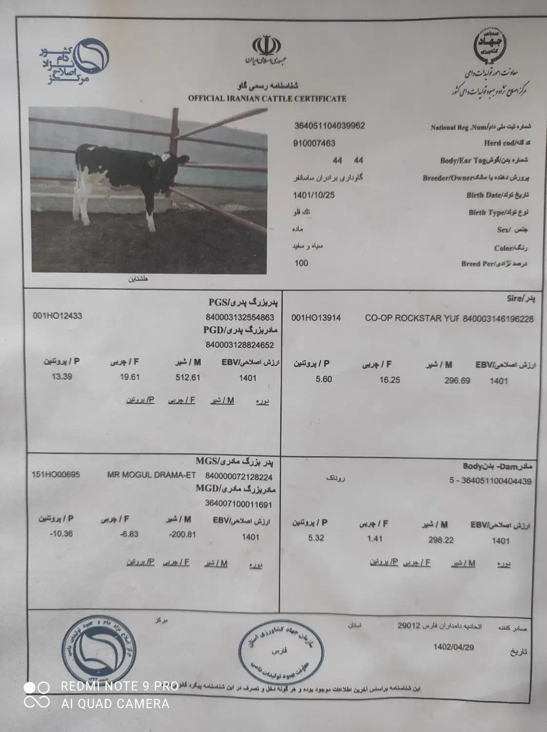 گاو|حیوانات مزرعه|شیراز, داریون|دیوار
