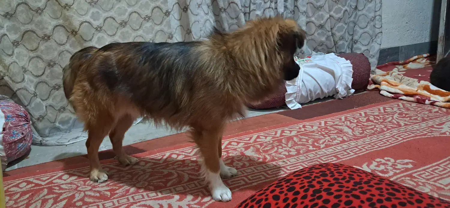 سگ پا کوتاه خیلی عالی بدون هیچ مشکلی شناسنامه دار|سگ|نورآباد ممسنی, |دیوار