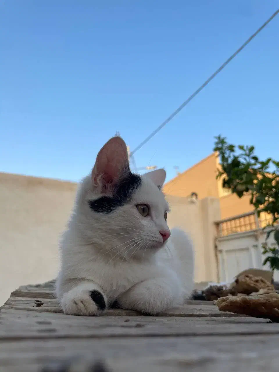 بچه گربه خانگی سالم|گربه|اشکذر, |دیوار