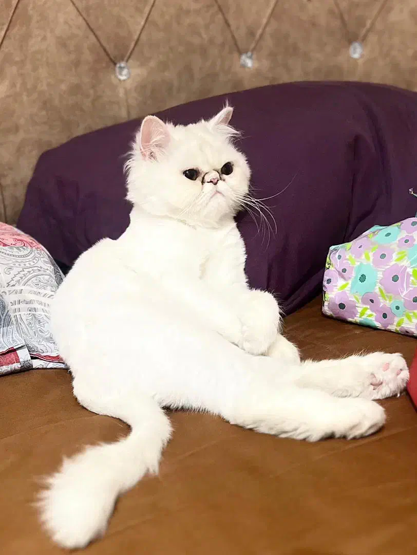 گربه پرشین سوپر فلت ماده عقیم شده|گربه|تهران, ائمه اطهار|دیوار