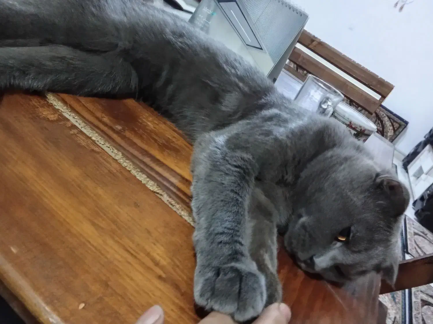 گربه خانگی|گربه|ماهدشت, |دیوار