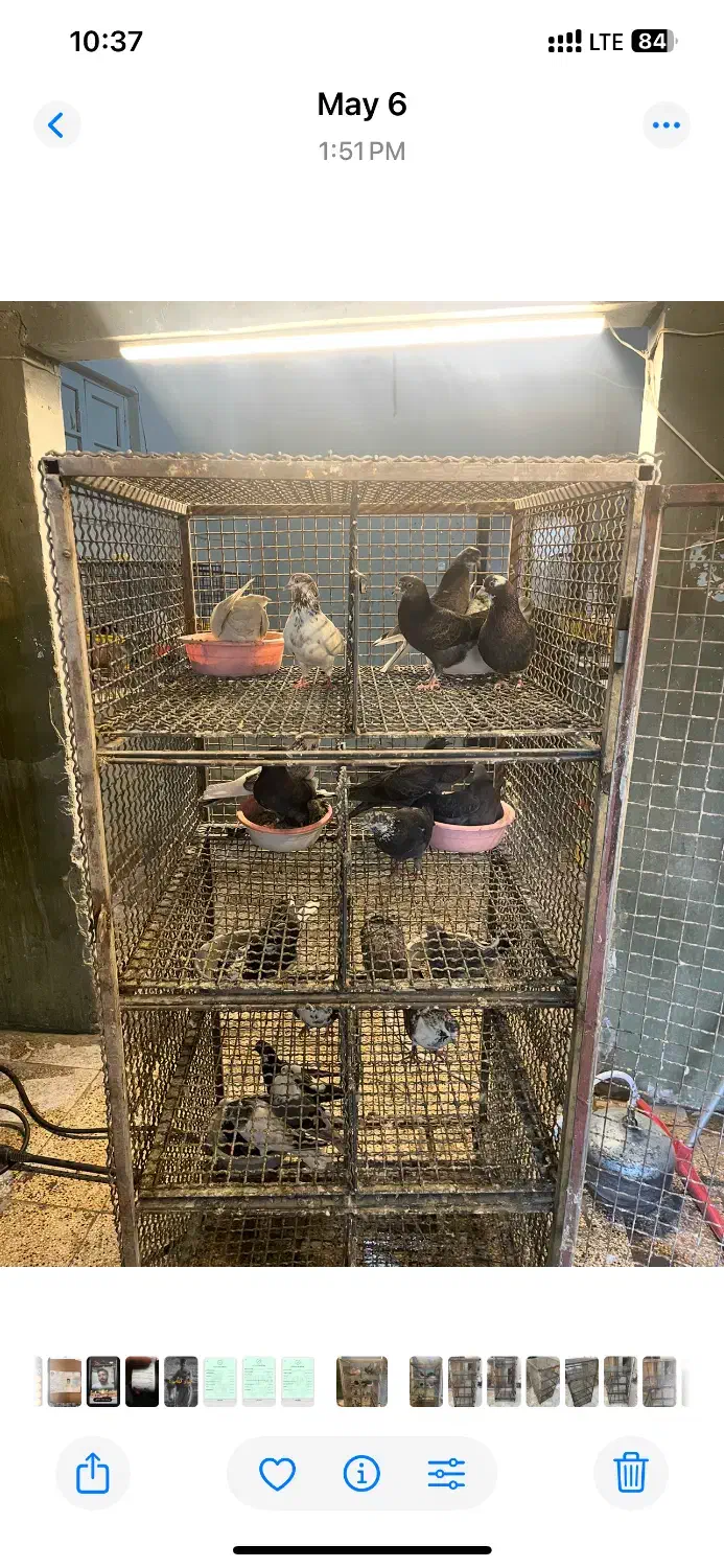 جفت کن گنجه جفتکنی جوجه کشی|لوازم جانبی حیوانات|تهران, جوادیه|دیوار