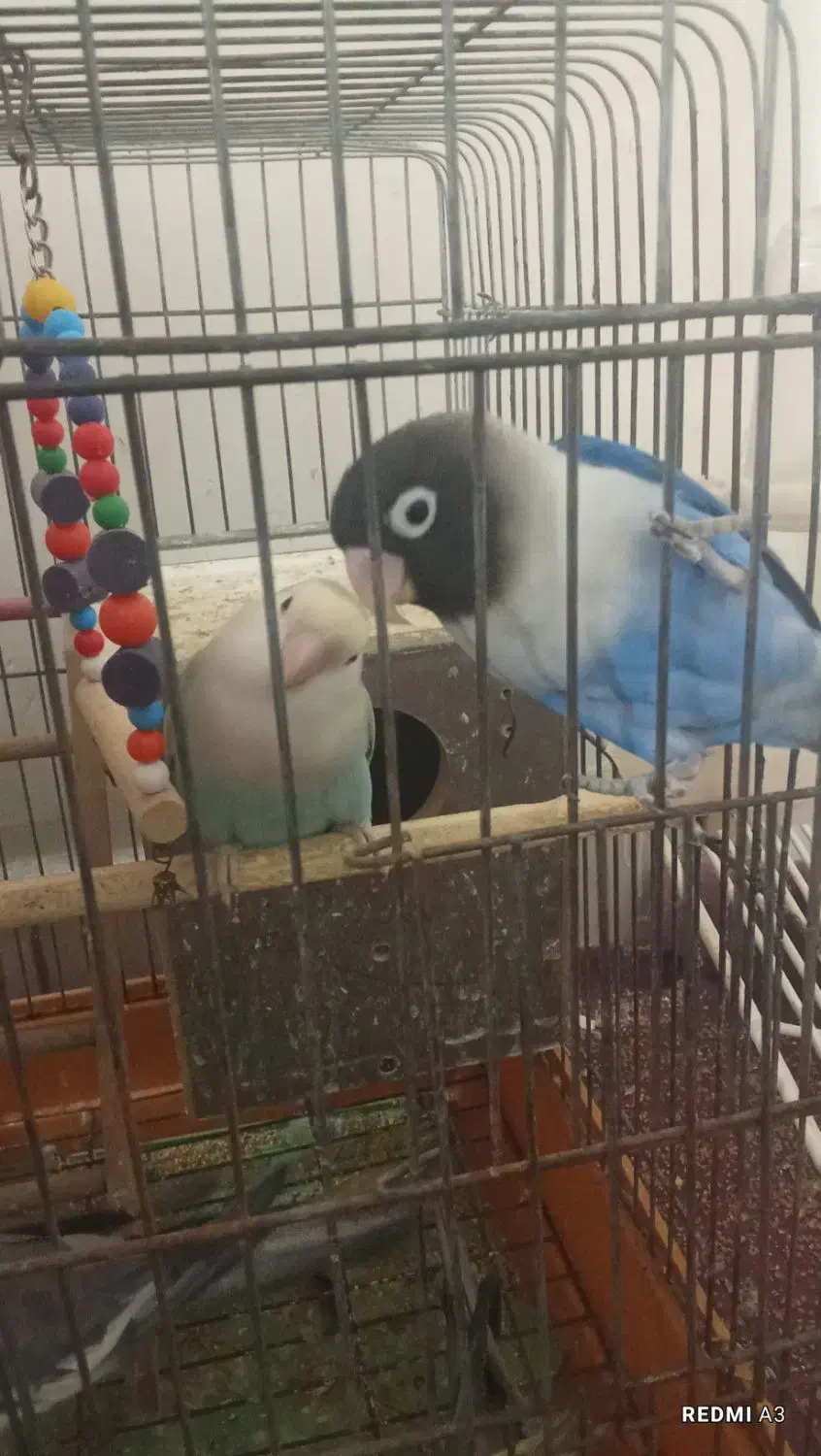 طوطی برزیلی|پرنده|بندر امام خمینی, |دیوار