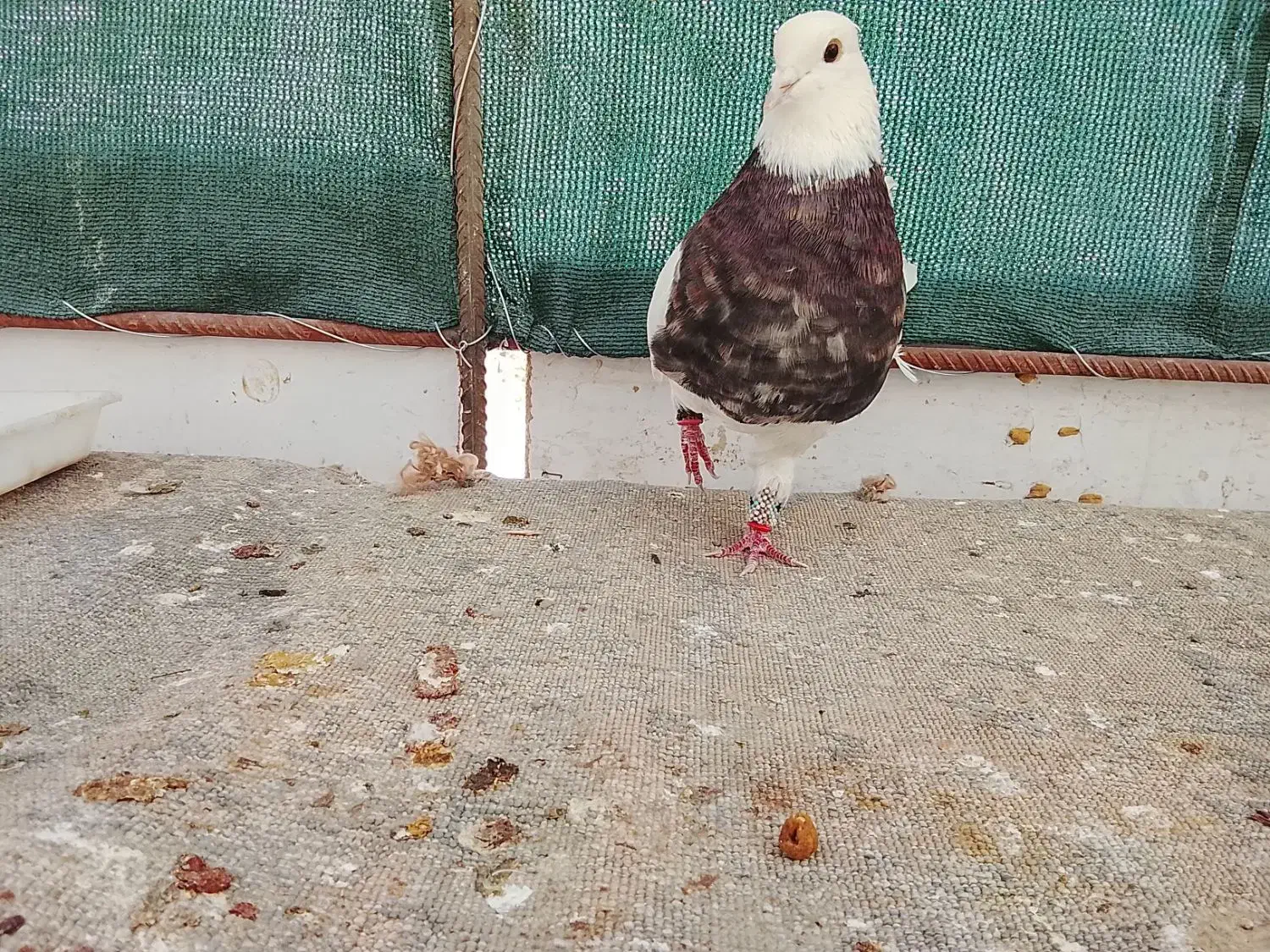 طوقی امیر|پرنده|شاهین‌شهر, شیخ بهایی|دیوار