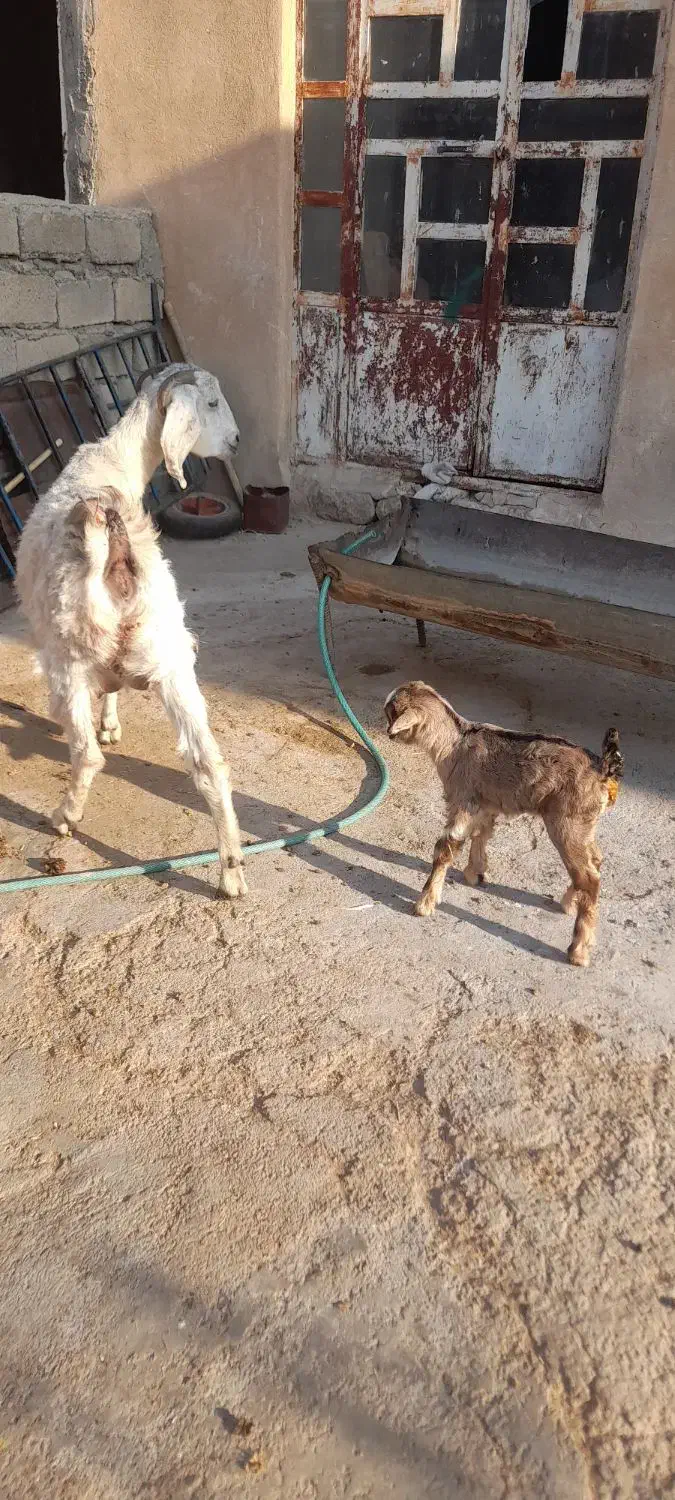 بز وبزغاله|حیوانات مزرعه|زرنه, |دیوار