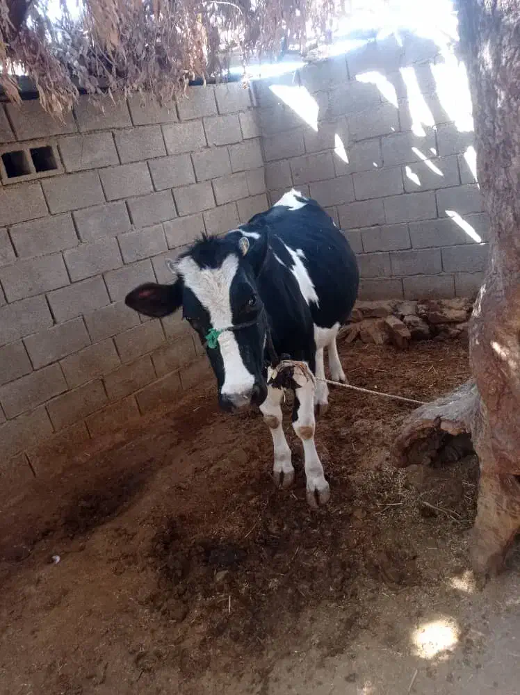 گاو آبستن شکم اول|حیوانات مزرعه|چاروسا, |دیوار
