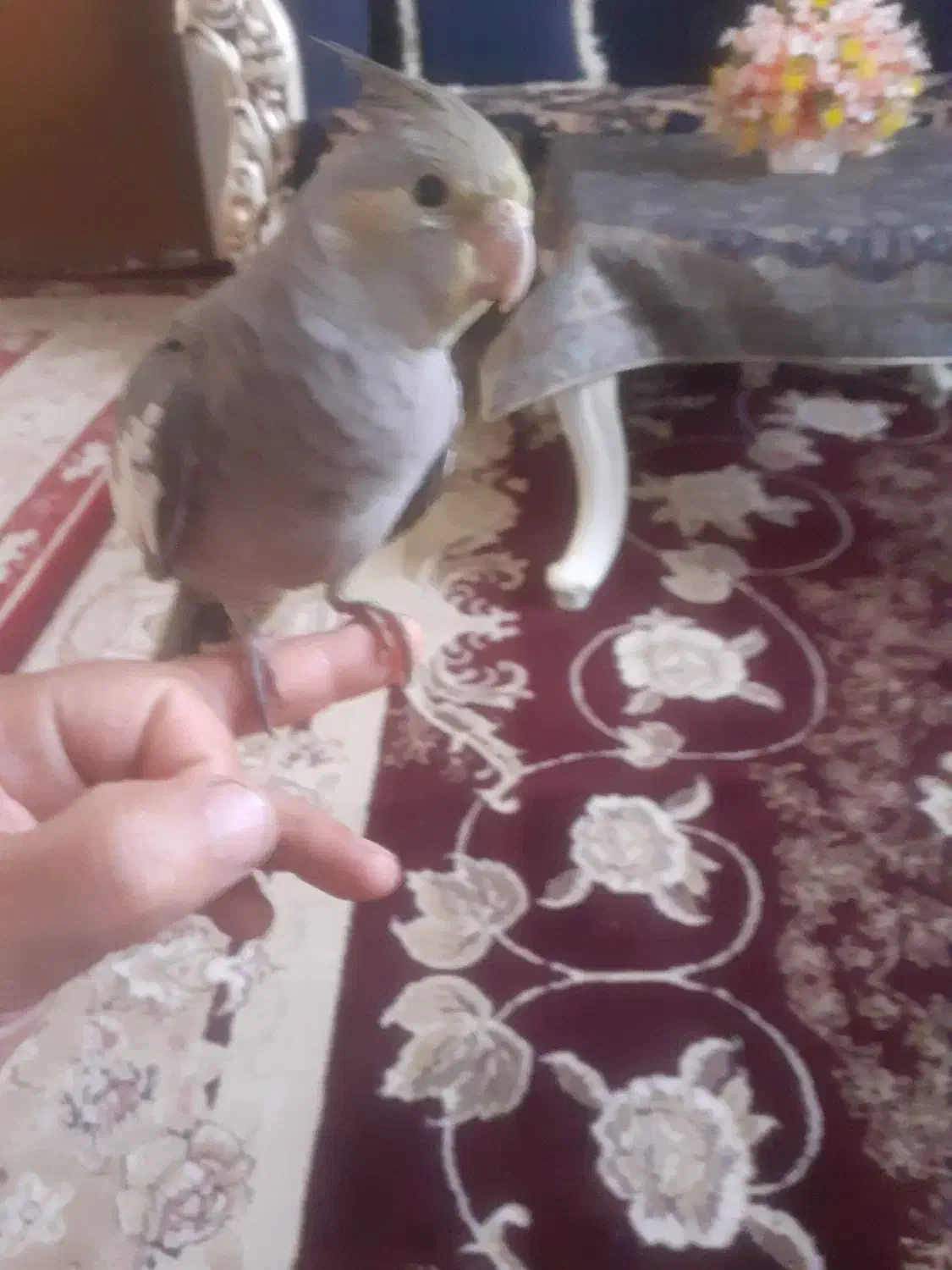 عروس هلندی|پرنده|الیگودرز, |دیوار