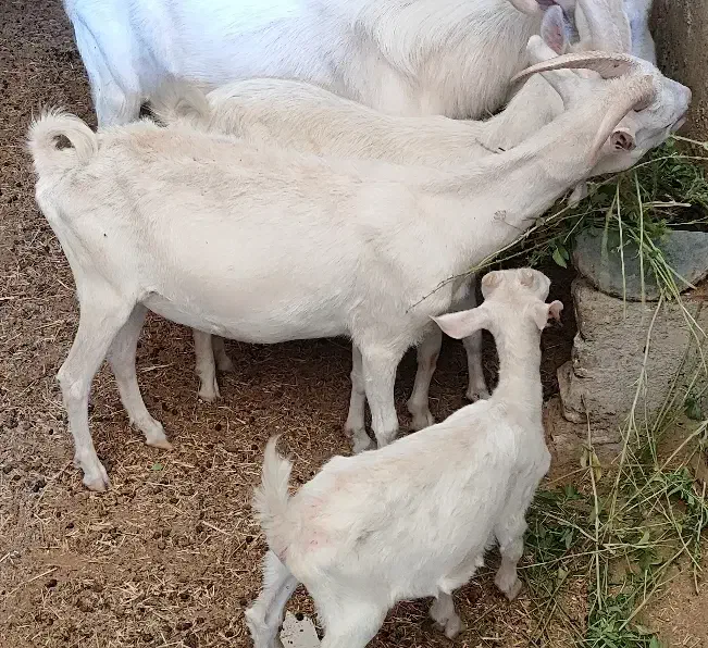 بز و بز غاله نژاد اصلی س ا ن ن|حیوانات مزرعه|بروجرد, |دیوار