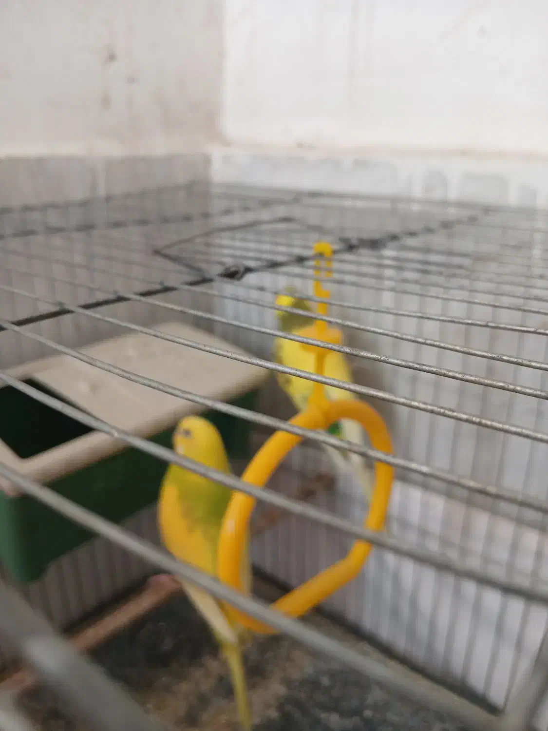 مرغ عشق مولد|پرنده|اسلامشهر, شهرک محمدیه|دیوار