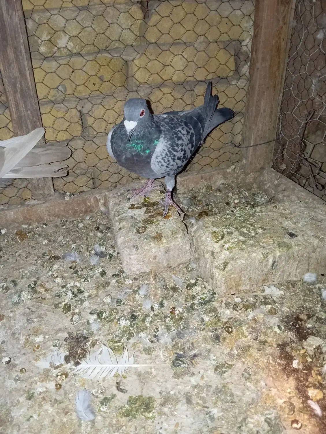 نر پلاکی شکار فروشی|پرنده|بافق, |دیوار