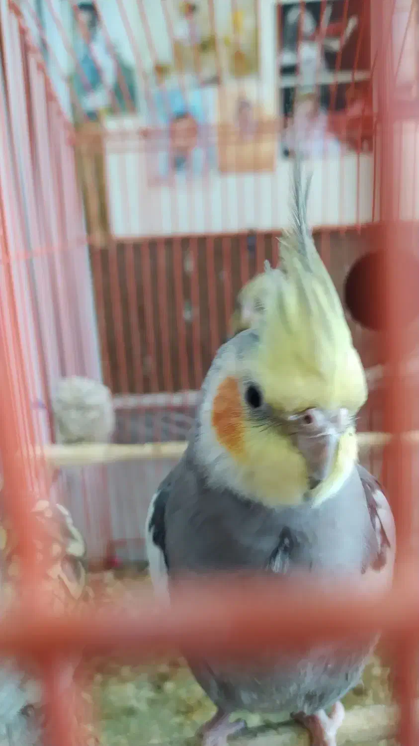 عروس هلندی جفت ۴تخم|پرنده|دامغان, |دیوار