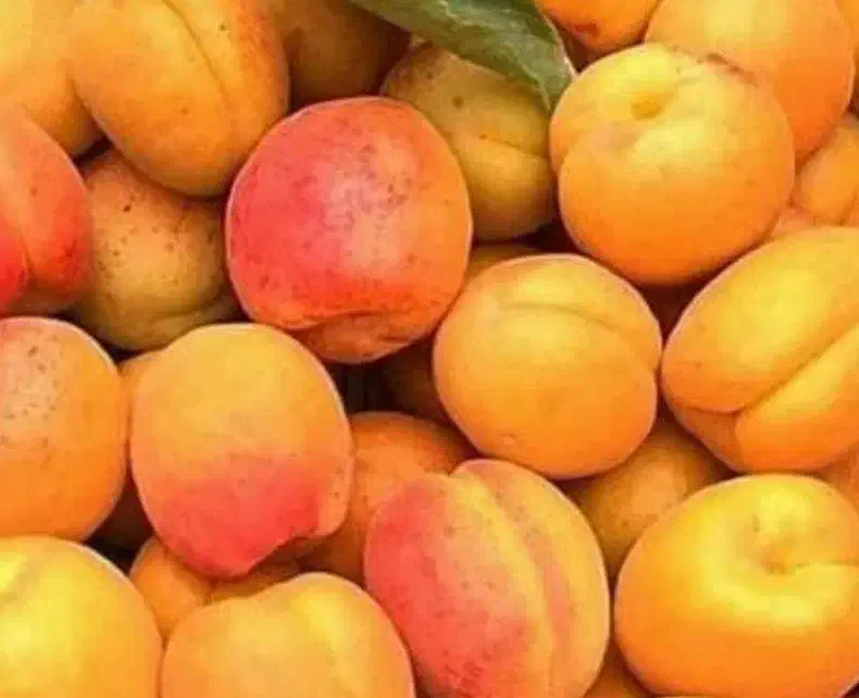 ارائه نهال زرد الو جهانگیری|خدمات باغبانی و درختکاری|گلپایگان, |دیوار