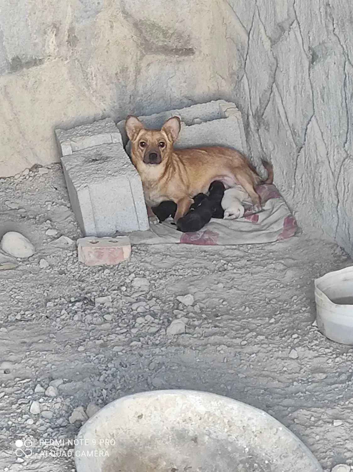 توله سرابی|سگ|آذرشهر, |دیوار