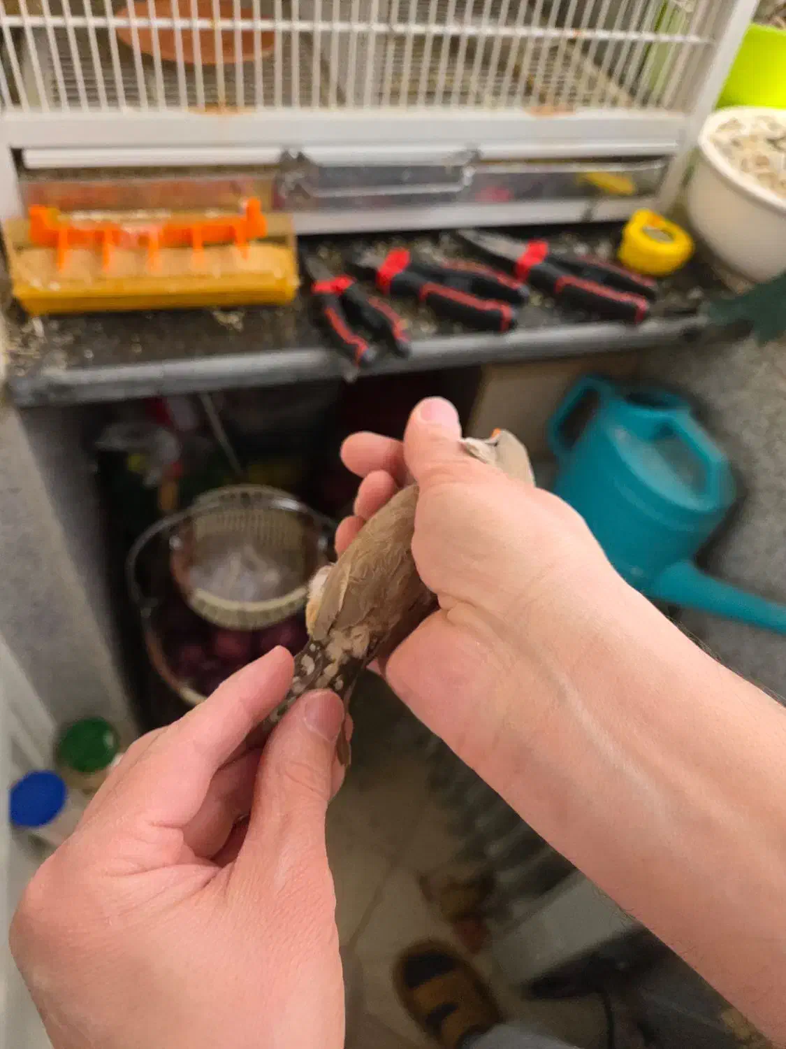 ماده انگلیسی اخمو نژاد دار|پرنده|تهران, سردارجنگل|دیوار