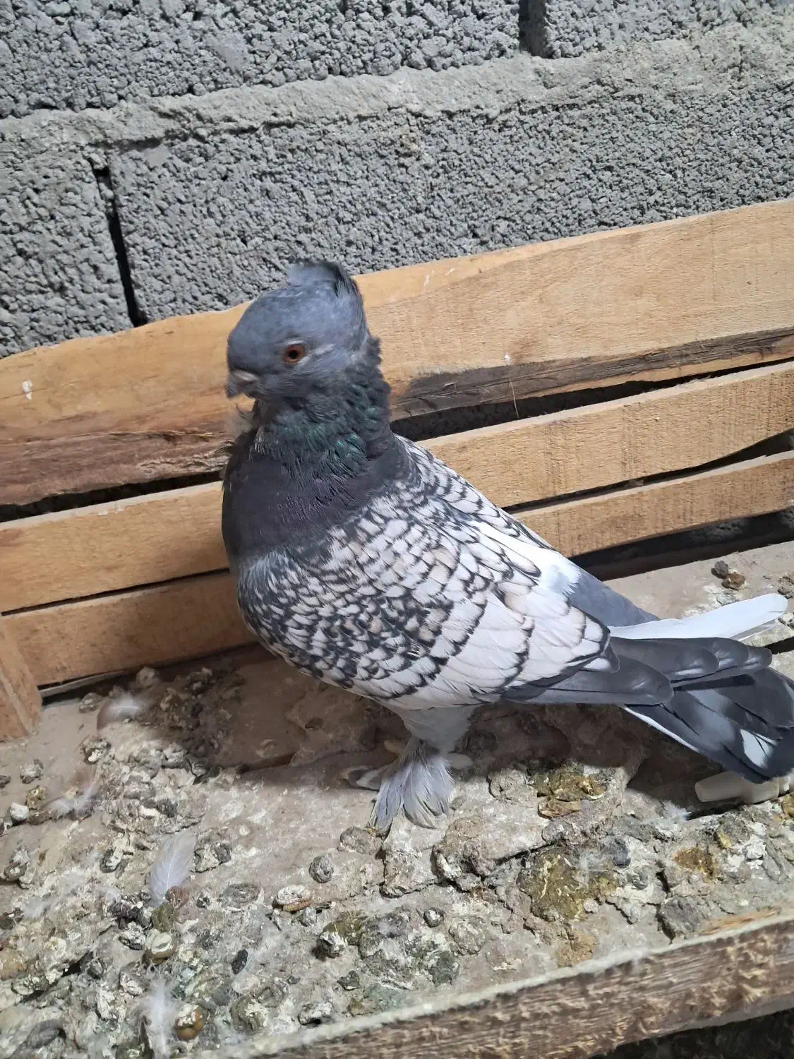 کبوتر|پرنده|ملکان, |دیوار