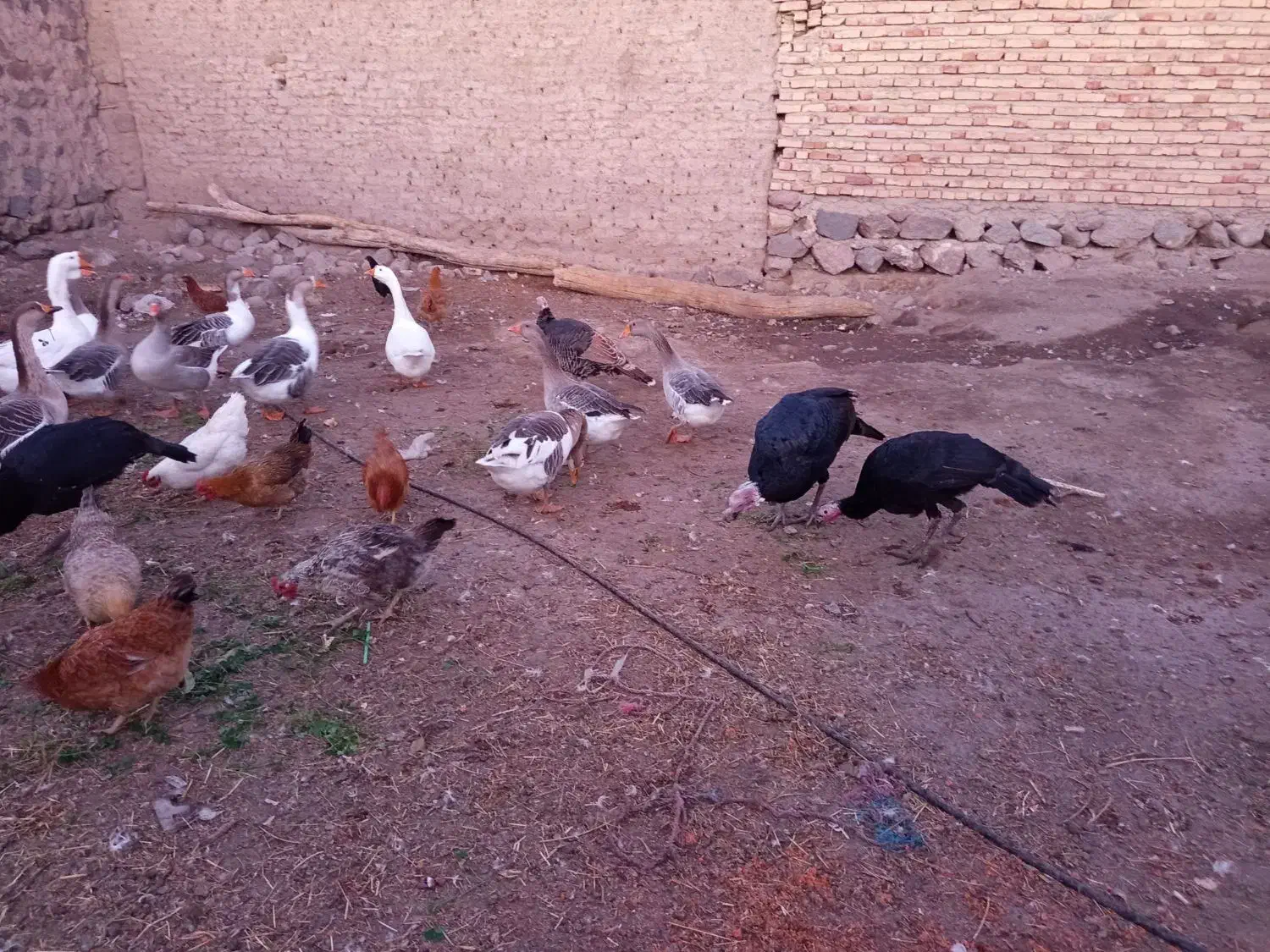 غاز محل بوقلمون و مرغ تخمگذار|حیوانات مزرعه|مشگین شهر, |دیوار