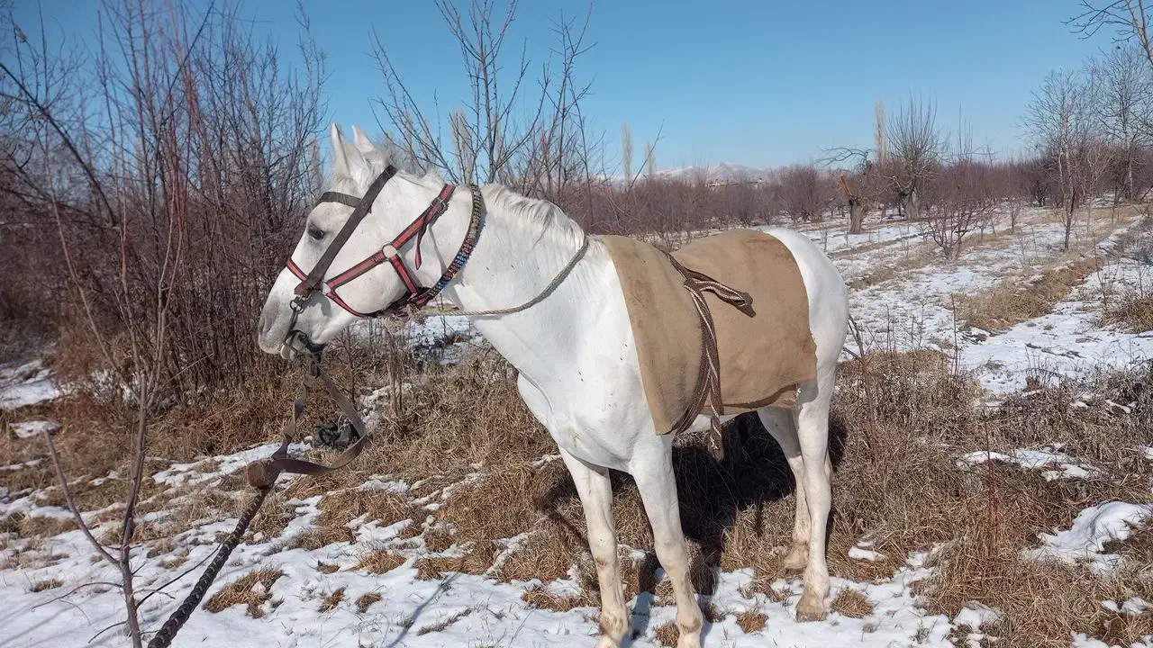 اسب|اسب و تجهیزات اسبسواری|ارومیه, |دیوار