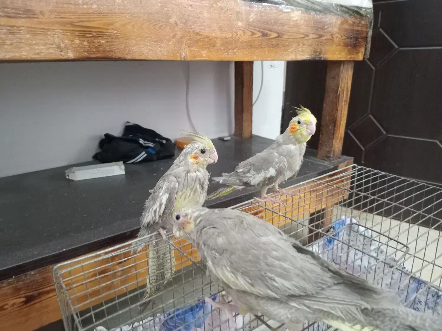 طوطی هلندی|پرنده|لشت نشا, |دیوار