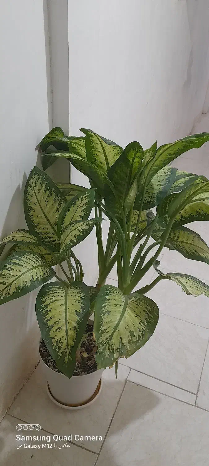 فروش فوری گل دیفن|گل و گیاه طبیعی|مسجد سلیمان, |دیوار