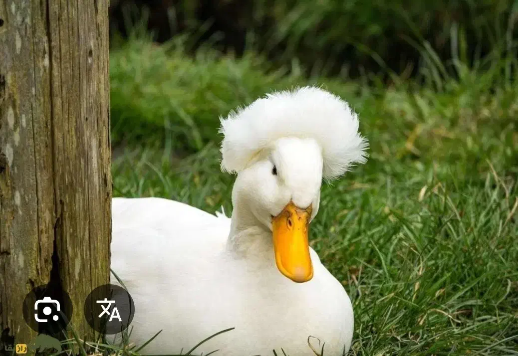 اردک نر|حیوانات مزرعه|یاسوج, |دیوار