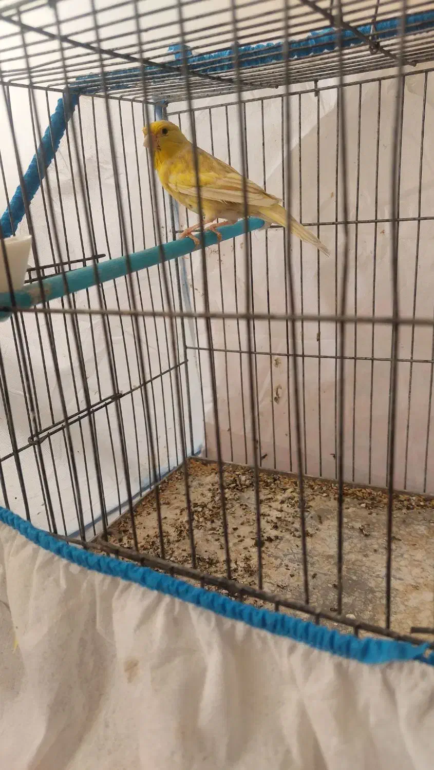 فروش دو عدد قناری|پرنده|تاکستان, |دیوار