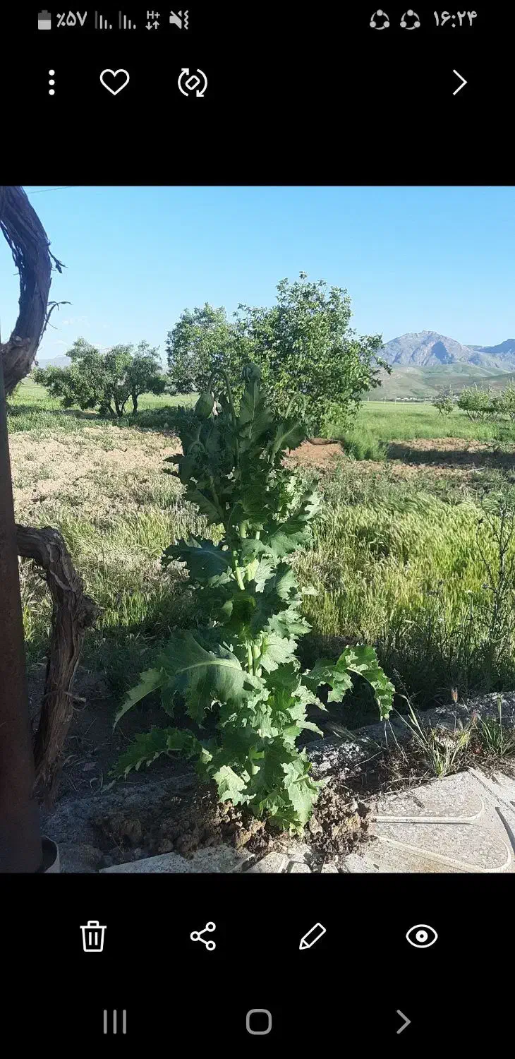 زمین کشاورزی بارانی درجه یک|فروش دفتر صنعتی، کشاورزی، تجاری|بیلوار, |دیوار