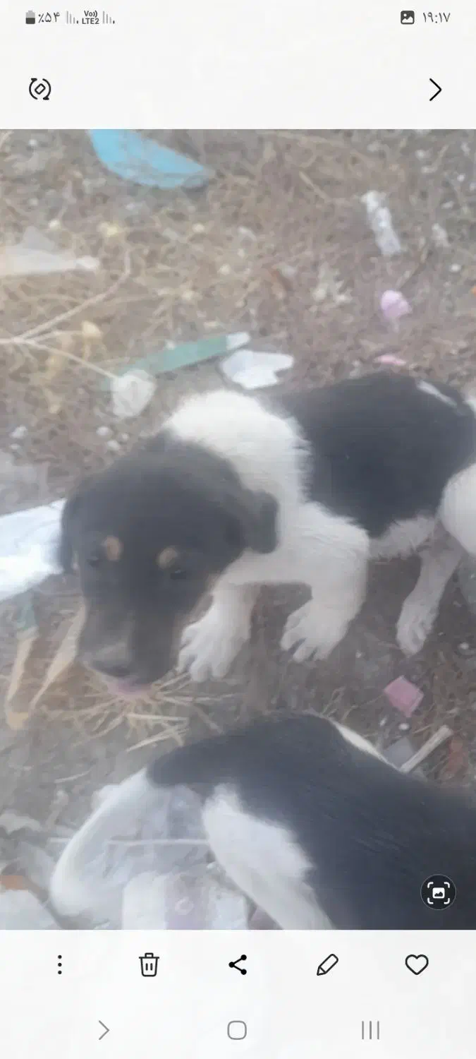 واگذاری توله سراب|سگ|دیواندره, |دیوار