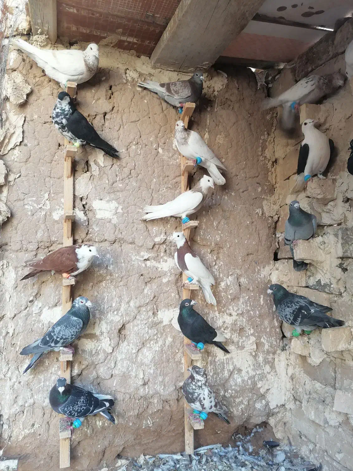 کبوتر|پرنده|مشهد, عامل|دیوار