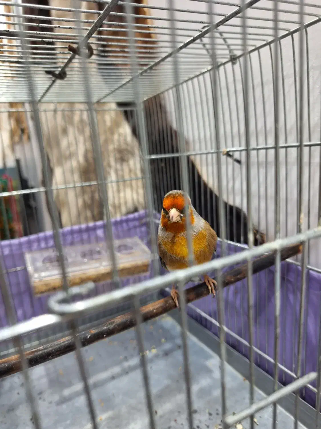 سهرقناری نر خوش رنگ کشیده لر بخون|پرنده|پاکدشت, حصار امیر|دیوار