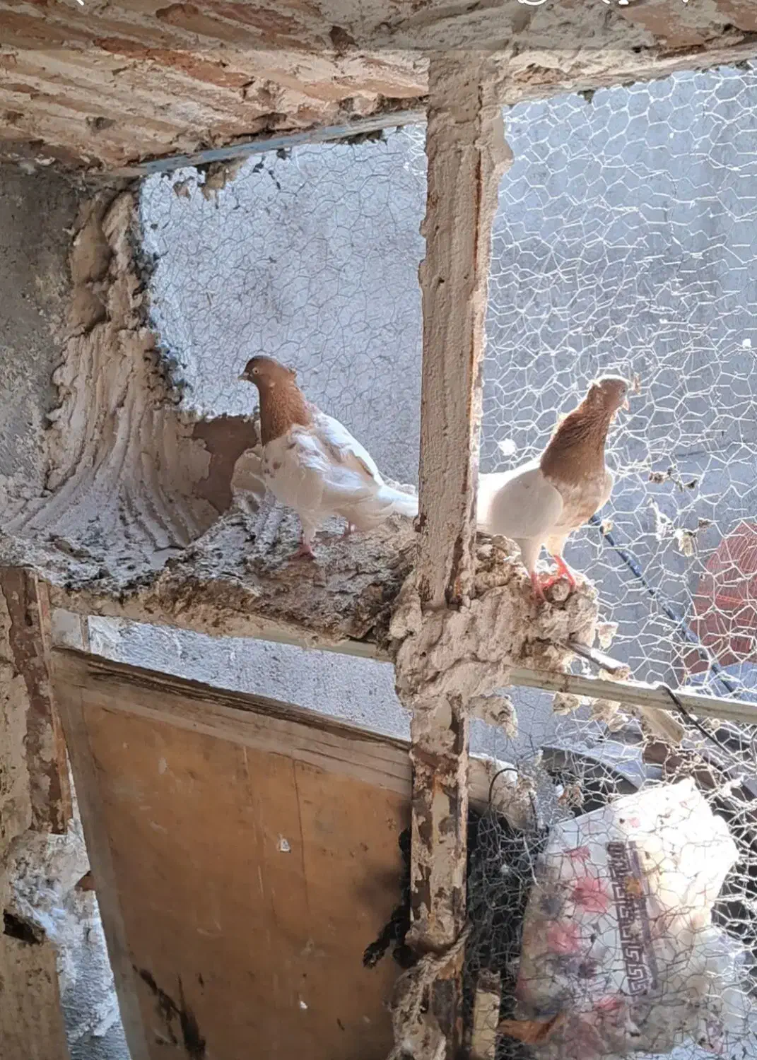 کله‌زر|پرنده|بستان آباد, |دیوار