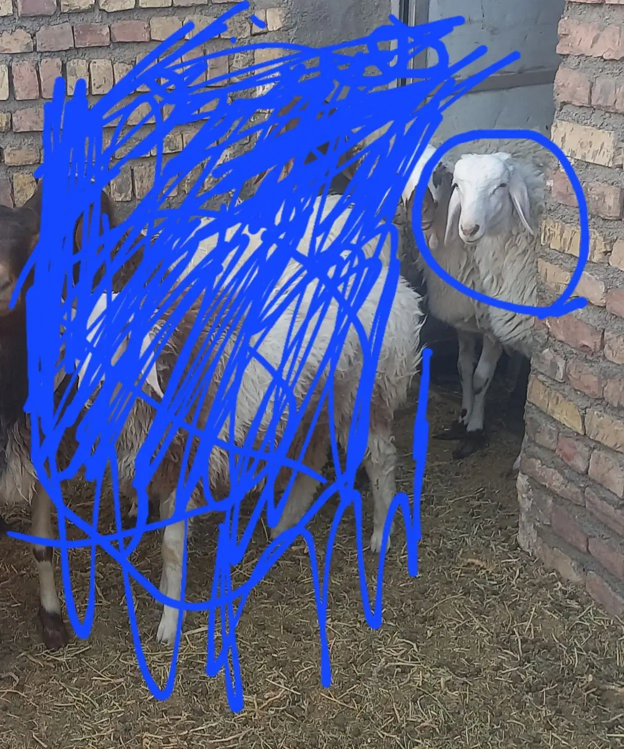 بره نره هیترو سفید|حیوانات مزرعه|سده (خراسان جنوبی), |دیوار