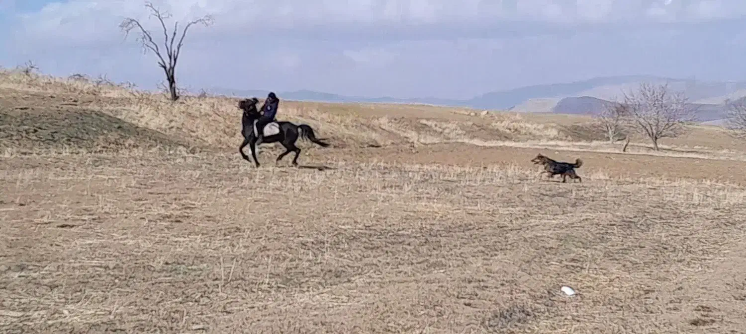 مادیون کرد|اسب و تجهیزات اسب‌سواری|نهاوند, |دیوار