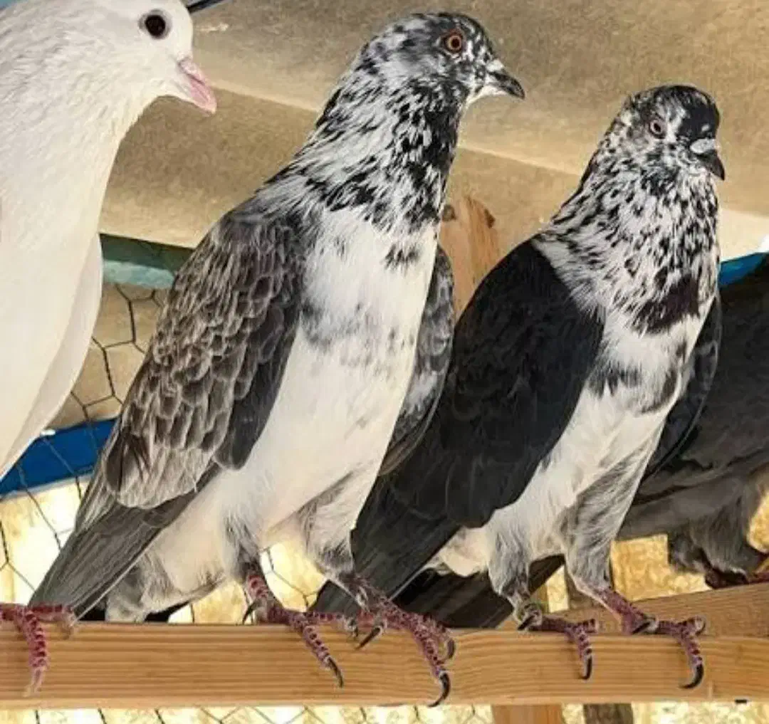 کبوتر گمشده|حیوانات|چهاردولی, |دیوار